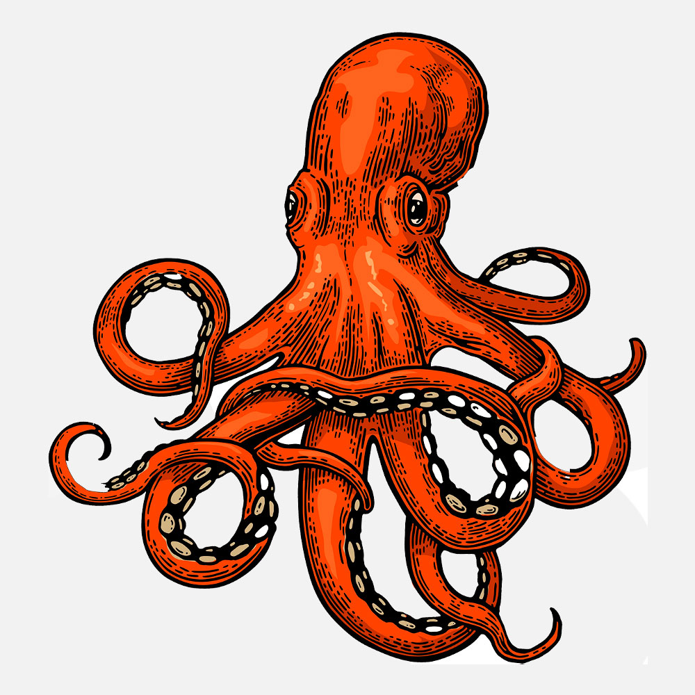 Pulpo